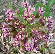 Broche de algodoncillo mariposa Asclepias amplexicaulis paquete de semillas premium monarca