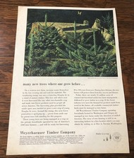 1952 Weyerhaeuser Timber Co - Raccoons Play on Tree Farm - Vintage Magazine Ad