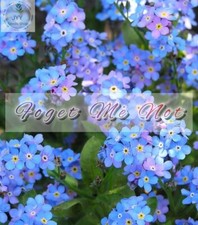 20 x Forget Me Not Seeds - Indigo Bule - Myosotis Flower
