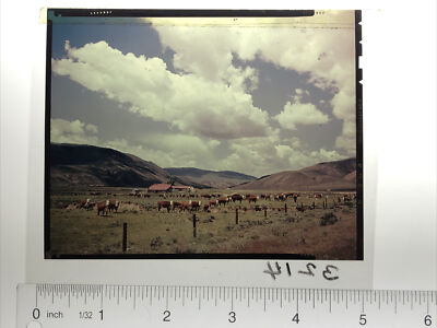 Vintage Color Photo Negative Herd of Cattle Cows Pasture Field Farm Clouds 5x4