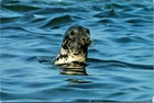 Atlantic Grey Seal West Wales Cymric Cards Janet Baxter Postcard Pm Wob Note