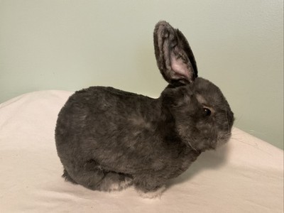 Cuddle Clones Brand Realistic Plush Rabbit Gray Soft