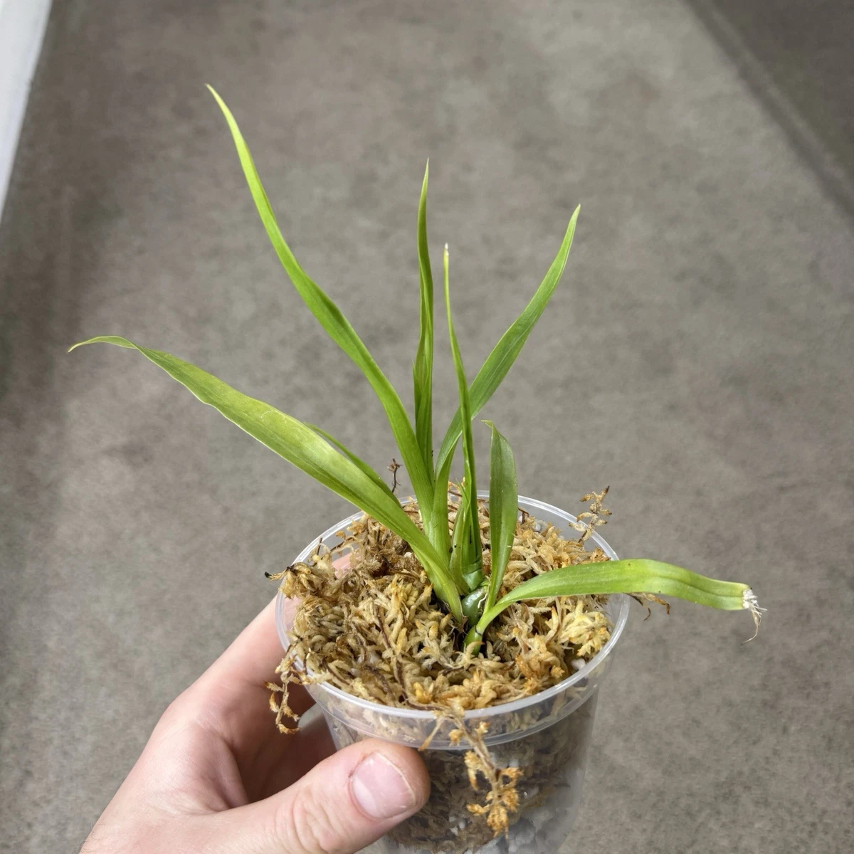 Zygopetalum Orchids for sale - eBay