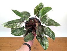 Philodendron Scarlet Princess 'Marble Knockout' Rare White Mutant - 6 inch pot