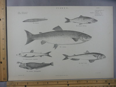 Rare Antique Original VTG Various Fish Salmon Aquatic Chart Engraving ...