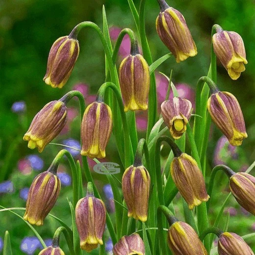GRAD 5 Fritillaria Uva Vulpis Indoor Outdoor Spring Flowering Nice Bulbs Corm Plants