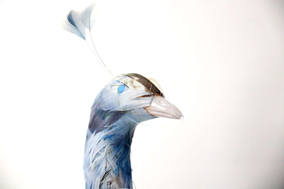 Precioso Pavo Real Taxidermia Relleno De Pie Foto 3 de 4