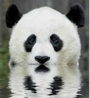 pandabear165