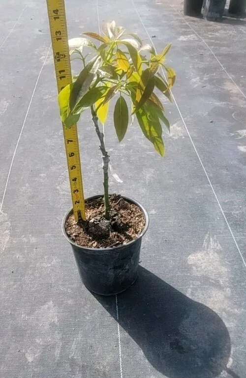 Aguacate Hass (California). Árbol frutal injertado. Persea americana Foto 2 de 4