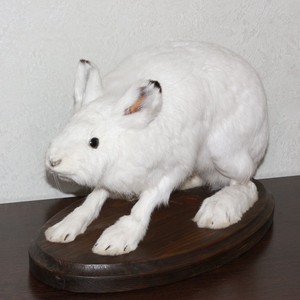 white hare taxidermy mount snow hare rabbit mounted stuffed