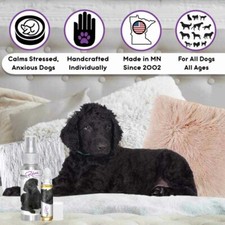 Curly-Coated Retriever Relax Dog Aromatherapy Calms Anxious, Frightened Dogs