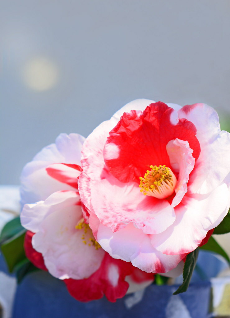 pois ポワ　メローキャミ　ピンク　mellow cami Camellia japonica 'Volunteer' | Thompson & Morgan