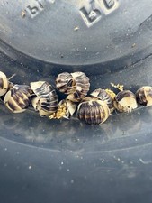 Cubaris sp.  White Ducky  Isopods 6 Count LAG