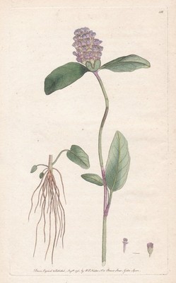 Prunella Braunelle Brunelle self-heal Botanik botany Martyn Kupferstich