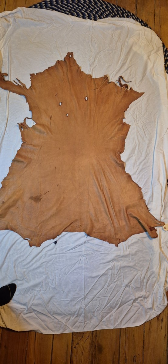 ヒデ　　鹿 Premium Buck Skin Deer Hide - Large 54
