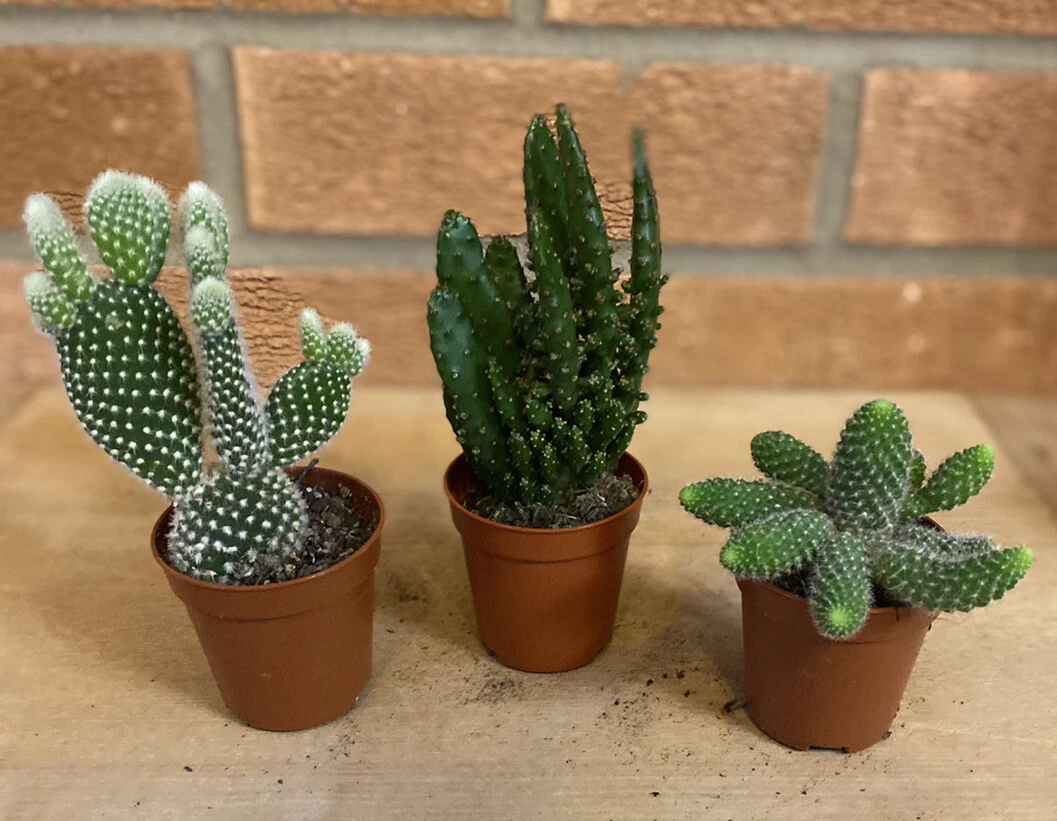 Cactus Mix. Home Indoors Office. Perfect Small Gift x3 5.5cm Potted Cacti