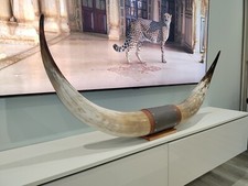 Authentic Real Bull Cow Longhorn Leather Horn Mount Taxidermy 130 CM Steer Horns