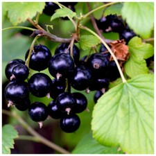 3 Blackcurrant Bush 'Ben Nevis' Multistemmed Plants, Make Great Preserves