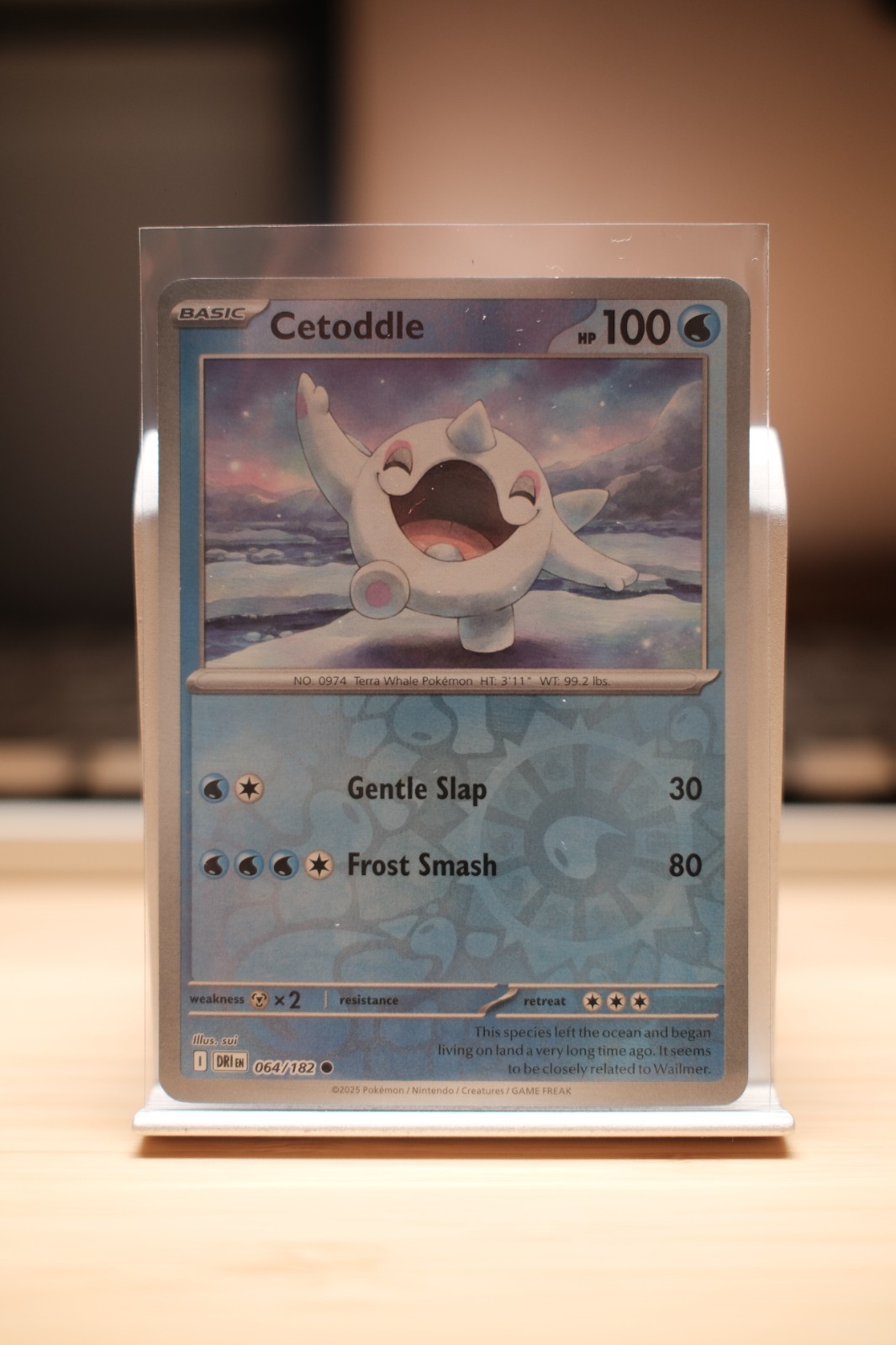 Cetoddle [Reverse Holo] #64 Pokemon Destined Rivals