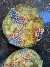 Pair Antique 1850s Barbotine French Majolica Draining Bowl, Grapes - GV Marked — photo 5