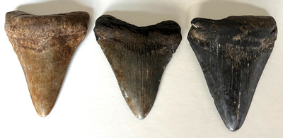 3 Megalodon Shark Teeth Fossils 2.69'', 2.60'', 2.77'',  Natural 100%