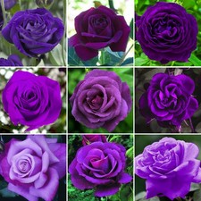 Gorgeous Potted Rose | Various Colours | Colourful Outdoor Potted