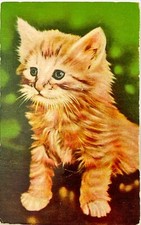 Orange Cat Kitten Squeaker Musical Austin MN Shirley Strong Vtg Postcard D18