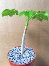  JATROPHA EXCISA @j@ rare exotic succulent cacti carnivorous plant collectors 4"