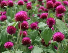 Globe Amaranth Seeds - Gomphrena globosa - TCM Herb Annual Flower Planting Seeds