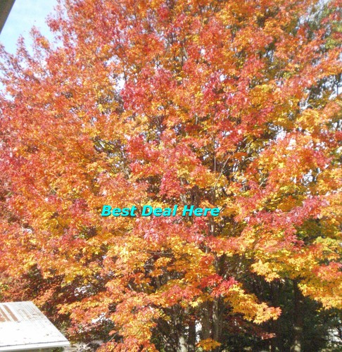 Seed ACER MAPLE TREE SUGAR RED SEEDS CANADA GROW FAST ÉRABLE BONZAI COMB S/H NEW - Picture 5 of 5