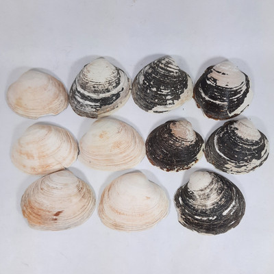 Genuine Clam Shells, Clean, 3-3.5'' Crafting, Decor, Candle Holders 11pc - L16