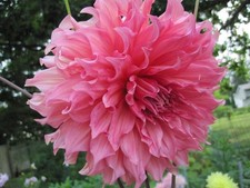 Giant DinnerPlate ISLANDER Dahlia Bulb Tuber Clump  TROPICAL  U S Seller