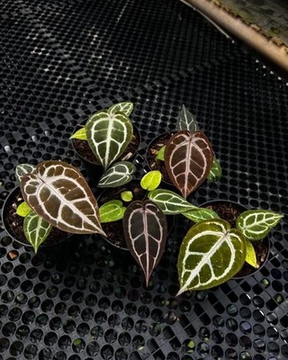 Anthurium Zara Michelle x Redman Real Pict Rare Anthurium Hybrid