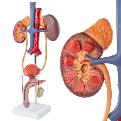 Human Male Reproduction & System Anatomical Model, 3 Parts Life Size Male Uro...