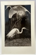 RPPC American Egret, Bird, National History Museum San Diego CA Vintage Postcard