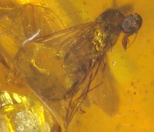 Cretaceous Fly with Odd Mouth in Burmese Amber Fossil Dinosaur Age