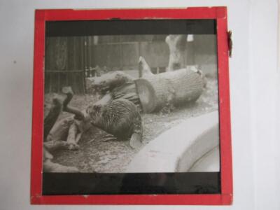 Biber Glas Magic Lantern Slide - Sammlung mit dem Titel London Zoo