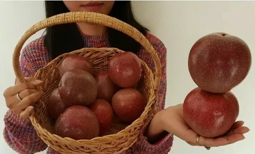 Purple Giant Passionfruit Seeds- RARE - Grower Heirloom Super Sweet Qld - Picture 1 of 3