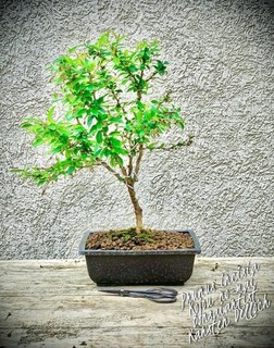 Prunus incisia „Kojou no mai“ Japanische Frühkirsche BONSAI