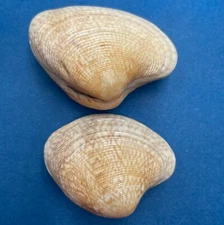 #2 Protapes gallus 46-54mm Changi, Singapore On Mudy Sand Near CAFHI Jetty F+++