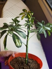 Schefflera Gerda - Variegated Umbrella Tree, Air-purifying Indoor  Plant, 
