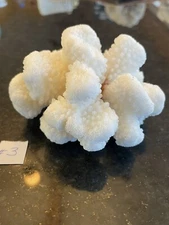 Hawaii Big Island Natural Cauliflower Coral White 4” L x 3" W x 2 1/4" H   #3
