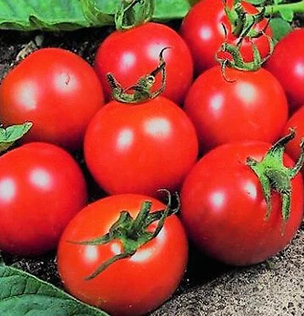 Tomato Seeds 30+ Varieties Shirley Moneymaker Roma Cherry Mountain Magic Micro - Picture 13 of 86