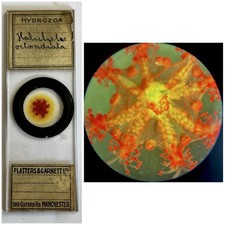 Antique Microscope Slide. Showing Marine Hydrozoa Stalked Jellyfish. By F&G.