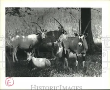 1991 Press Photo Animals beneath a tree at Global Wildlife Center in Folsom