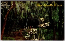 Vtg Postcard Fern Grotto Jungle, Kauai's Wailua River, 1960s Kauai, HI 1960s