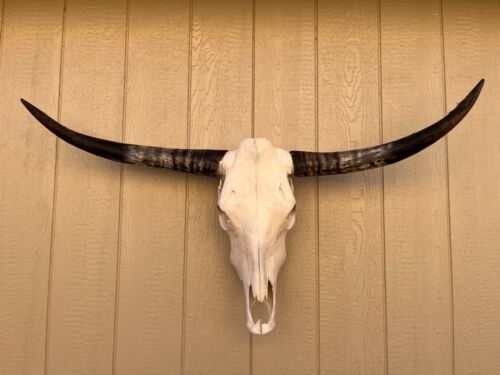 LONGHORN STEER SKULL 4 FEET WIDE UNPOLISHED BULL HORN MOUNTED COW HEAD - Picture 1 of 3