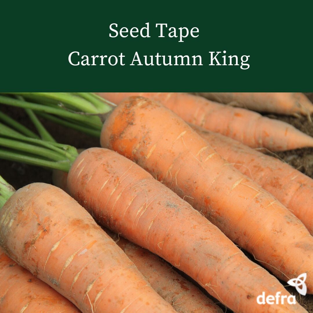 SEED TAPE CARROT AUTUMN KING 6M (3X2M) ~ APPROX 540 SEEDS