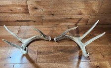 Pair (2) 4x4 CT WHITETAIL DEER Sheds Typical Antlers Taxidermy Rack Dog Chews