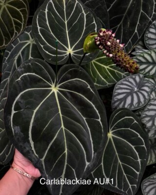 Anthurium Carlablackiae AU1 x AU2 Seedlings | eBay UK